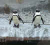 Penguins 2 for card.jpg (55439 bytes)